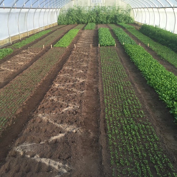 how to prepare and turn over notill permanent beds regenerative